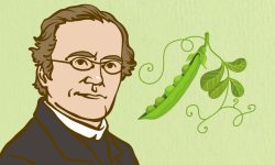 Leyes de Mendel