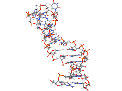Los microARNs son pequeñas moléculas de ARN capaces de interaccionar con el ARN mensajero de los genes y bloquear su expresión. Imagen: proteindatabase 2N7X.
