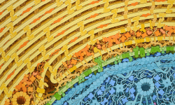 La esclerosis múltiple está causada por la respuesta inmunitaria anómala hacia la mielina, sustancia que recubre los axones de las neuronas. En la imagen se muestra una representación de un axón mielinizado. La membrana del axón está coloreada en verde y las múltiples capas de mielina en amarillo. Ilustración de David S. Goodsell, CC BY 4.0, https://creativecommons.org/licenses/by/4.0/