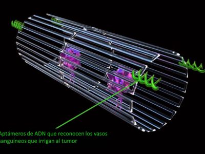 Los nanorobots detectan la presencia de la nucleolina gracias a los aptámeros de ADN y se activan, pasando de la forma cilíndrica a la forma desplegada que deja expuestas las moléculas de trombina. Jason Drees, Arizona State University.
