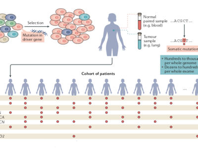 Análisis de los genomas de 28 000 tumores. Imagen: IRB Barcelona.