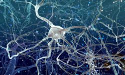 neuronas canva