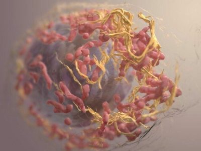 Las células tumorales del melanoma se caracterizan por la presencia de múltiples mutaciones, no sólo en genes que afectan al crecimiento o proliferación sino también en otros que pueden llevar a la formación de neoantígenos. Imagen: Reconstrucción en 3D de una célula de melanoma. Sriram Subramaniam, National Cancer Institute.