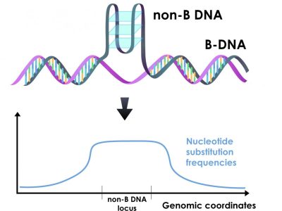 Los resultados del trabajo indican que el ADN en diferentes conformaciones a la hélice B tiene una mayor tasa de mutación. Imagen: Wilfried Guiblet y Dani Zemba, Penn State.