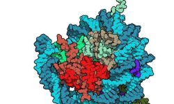 Las histonas son las  proteínas centrales del nucleosoma, alrededor de las que se empaqueta el ADN (en verde), Su modificación puede alterar la accesibilidad del ADN por parte de la maquinaria de expresión génica. Imagen: Protein Data Base- 1AOI, visualizada con QuteMol (http://qutemol.sourceforge.net).