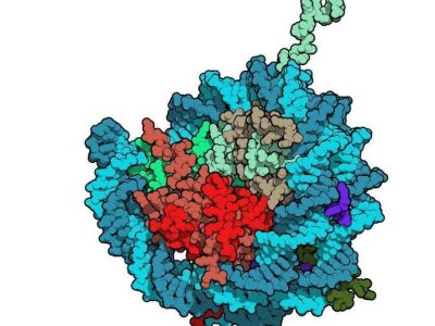Las histonas son las  proteínas centrales del nucleosoma, alrededor de las que se empaqueta el ADN (en verde), Su modificación puede alterar la accesibilidad del ADN por parte de la maquinaria de expresión génica. Imagen: Protein Data Base- 1AOI, visualizada con QuteMol (http://qutemol.sourceforge.net).