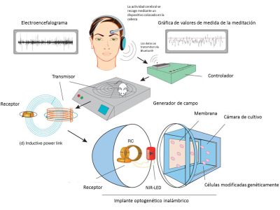 Esquema del mecanismo utilizado. Imagen: Folcher M, et al. Mind-controlled transgene expression by a wireless-powered optogenetic designer cell implant. Nat Communications. 2014 Nov 11. Doi: 10.1038/ncomms6392