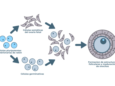Los investigadores han utilizado células madre embrionarias para generar el tejido gonadal necesario para la maduración de los óvulos.