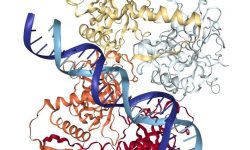 La inactivación del ARN no codificante largo TP53TG1 favorece la resistencia de los tumores a la quimioterapia, evita la respuesta efectiva de p53 al daño del ADN e induce la progresión de los tumores. En la imagen, unión de la proteína P53 al ADN, visualizada con NGL viewer, doi:10.1093/nar/gkv402.