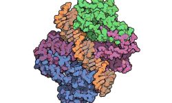 Las principales mutaciones identificadas en los pacientes se encontraban en el gen que codifica para la proteína P53 . Imagen: Proteína p53 interaccionando con el ADN. Imagen: Protein Data Base- visualizada con QuteMol (http://qutemol.sourceforge.net).