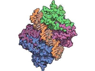 Las principales mutaciones identificadas en los pacientes se encontraban en el gen que codifica para la proteína P53 . Imagen: Proteína p53 interaccionando con el ADN. Imagen: Protein Data Base- visualizada con QuteMol (http://qutemol.sourceforge.net).