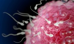 proteína oviductina impide reproducción entre diferentes especies