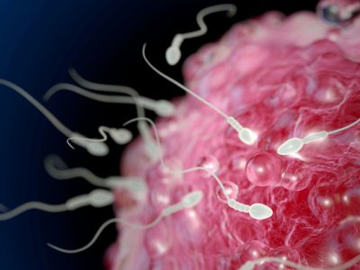 proteína oviductina impide reproducción entre diferentes especies