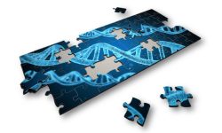 Los tres trabajos amplían el conocimiento de las bases genéticas que intervienen en el cáncer de mama mediante diferentes objetos de estudio.