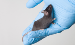 Los investigadores han obtenido ratones aparentemente normales a partir de células de origen únicamente masculino. Imagen: Canva.