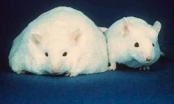 El estudio, en el que los ratones obesos mostraban déficits en la memoria asociados a cambios de expresión inducidos por modificaciones epigenéticas, es el primero en establecer conexión entre epigenética, obesidad y memoria.