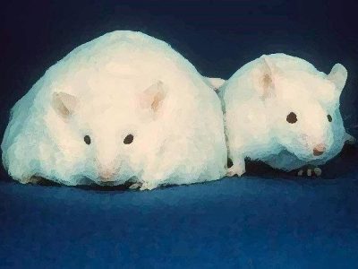 El estudio, en el que los ratones obesos mostraban déficits en la memoria asociados a cambios de expresión inducidos por modificaciones epigenéticas, es el primero en establecer conexión entre epigenética, obesidad y memoria.