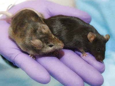 Imagen: Maggie Bartlett,  (National Institute of Human Genome Research, https://www.genome.gov/dmd/).