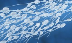 Los resultados del estudio conectan la formación de los espermatozoides con la fertilidad