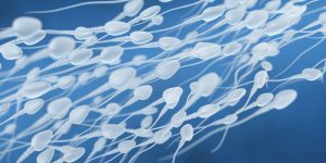 Los resultados del estudio conectan la formación de los espermatozoides con la fertilidad