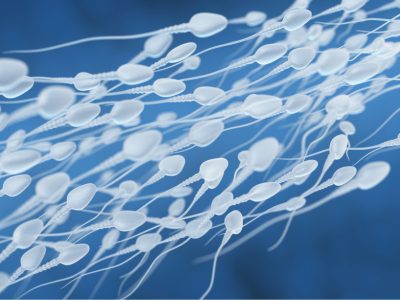 Los resultados del estudio conectan la formación de los espermatozoides con la fertilidad