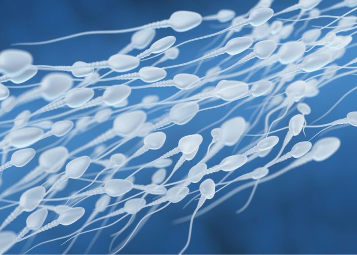revelan nuevas claves sobre la formación de los espermatozoides Los resultados del estudio conectan la formación de los espermatozoides con la fertilidad