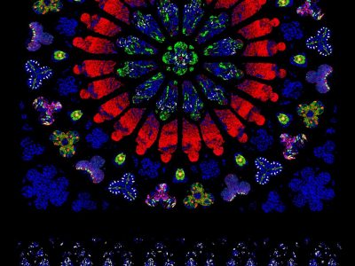 Recreación artística del rosetón norte de la catedral de Notre-Dame de Paris, hecho con neuronas, células progenitoras, y otros linajes celulares tratadas con tinciones fluorescentes de distintos colores, que muestran características de rosetas tumorales pediátricas al perder el microARN let-7. Imagen: Instituto de Neurociencias en Alicante