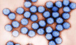 Rotavirus. Imagen: Bryon Skinner. Center for Disease Control and Prevention. National Institute of Health.