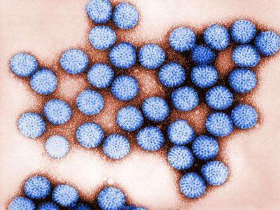 Rotavirus. Imagen: Bryon Skinner. Center for Disease Control and Prevention. National Institute of Health.