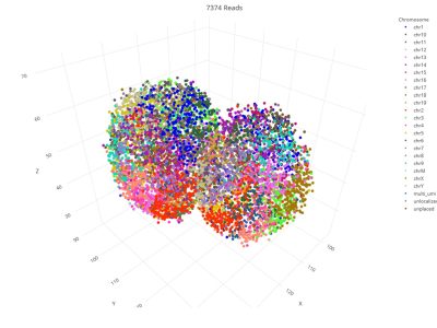 Visualización tridimensional de los genomas paterno y materno (con cada cromosoma de un color diferente) en la primera división del cigoto. Imagen: https://buenrostrolab.shinyapps.io/insituseq/
