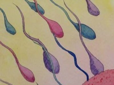Los espermatozoides, mucho más pequeños que el resto de células, pueden empaquetar la copia de material hereditario y reducir el tamaño de su núcleo entre 10 y 20 veces. Imagen cortesía de Dr. Veronica La Padula.