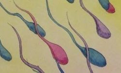 sperm2