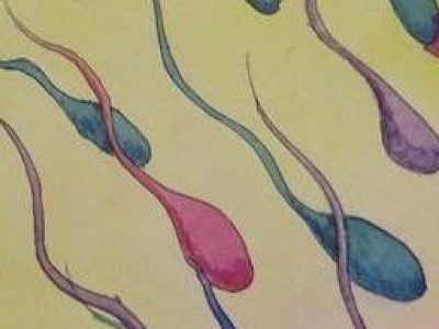 sperm2
