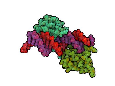 telomerasab