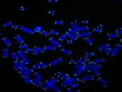 Telómeros humanos (verde) en los extremos de los cromosomas (azul). Imagen del Laboratorio de Biología Celular y Genética de la Universidad Rockefeller.