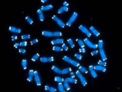 Cromosomas y telómeros. Imagen: Hesed Padilla-Nash y Thomas Ried (Instituto Nacional de Salud, EE.UU.).