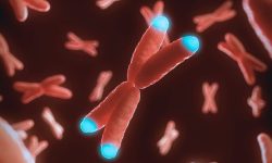Los telómeros, estructuras terminales de los cromosomas, tienen un papel protector para el genoma. Imagen: Science Photo Library, vía canva.