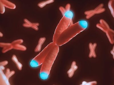 Los telómeros, estructuras terminales de los cromosomas, tienen un papel protector para el genoma. Imagen: Science Photo Library, vía canva.