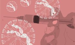 Dos recientes estudios publicados han conseguido tratar con éxito la hemofilia A y la hemofilia B con terapias génicas diseñadas a reponer los factores de coagulación de los que son deficitarios los pacientes con estas enfermedades.