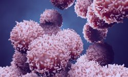 Es posible restablecer la producción de insulina mediante el trasplante de células pancreáticas genéticamente modificadas.