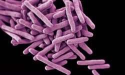 Mycobacterium tuberculosis. Imagen: Centro de Control y Prevención de Enfermedades. Instituto Nacional de Salud. EE.UU.