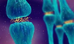 un análisis de proteómica identifica perfiles proteicos comunes entre diferentes enfermedades neurodegenerativas