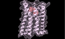 Imagen que muestra las estructuras del fármaco tolvaptán (en rojo) unido a la estructura del receptor de vasopresina V2 (V2R). Este fármaco promueve la estabilidad de la proteína en múltiples variantes mutadas relacionadas con enfermedades raras.