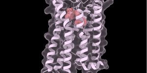 Imagen que muestra las estructuras del fármaco tolvaptán (en rojo) unido a la estructura del receptor de vasopresina V2 (V2R). Este fármaco promueve la estabilidad de la proteína en múltiples variantes mutadas relacionadas con enfermedades raras.