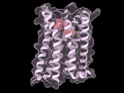Imagen que muestra las estructuras del fármaco tolvaptán (en rojo) unido a la estructura del receptor de vasopresina V2 (V2R). Este fármaco promueve la estabilidad de la proteína en múltiples variantes mutadas relacionadas con enfermedades raras.