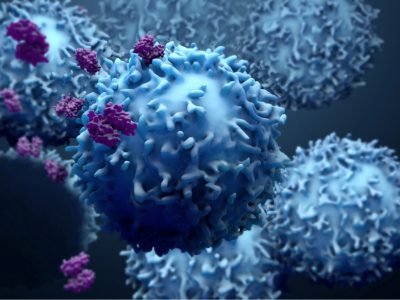 un nuevo tipo de anticuerpos despiertan la inmunidad antitumoral del paciente