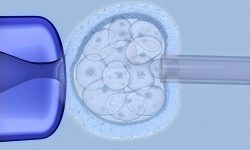 La Sociedad Europea de Genética Humana se posiciona en contra de la utilización de valores de riesgo poligénico para seleccionar embriones. Imagen: Getty Images.