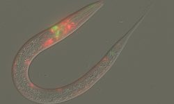 La ausencia de gen PRMT5 en C. elegans hacía que los gusanos tuvieran una mayor sensibilidad olfativa y escaparan rapidamente de los aromas repulsivos, fenotipo muy similar al obtenido al alterar la señalización mediada por la dopamina. Imagen: Jordan Wood, Universidad de Buffalo.