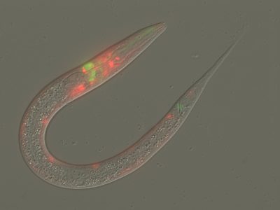 La ausencia de gen PRMT5 en C. elegans hacía que los gusanos tuvieran una mayor sensibilidad olfativa y escaparan rapidamente de los aromas repulsivos, fenotipo muy similar al obtenido al alterar la señalización mediada por la dopamina. Imagen: Jordan Wood, Universidad de Buffalo.